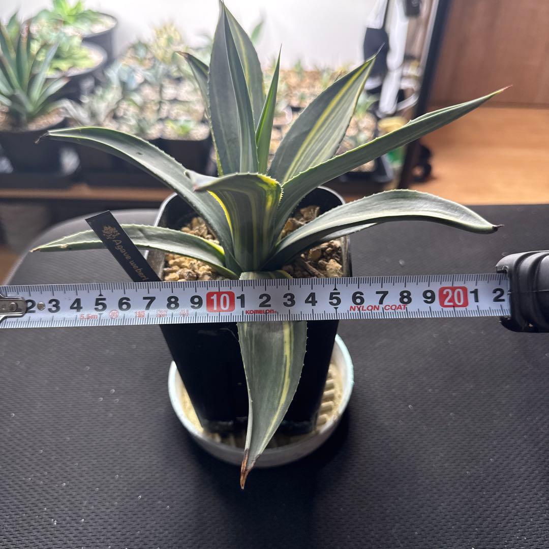 サ*ク様 アガベ　ウェベリー　縞斑