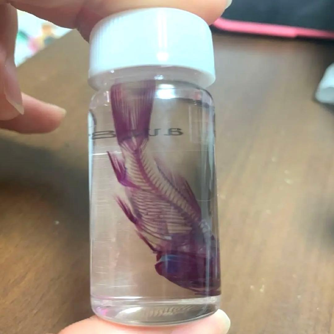 【極希少・極美品】小魚の標本　小瓶　Carassius auratus