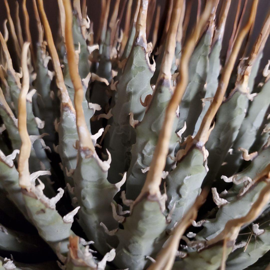 28 アガベ　ユタエンシス エボリスピナ long棘　強棘　特大株　3.0kg