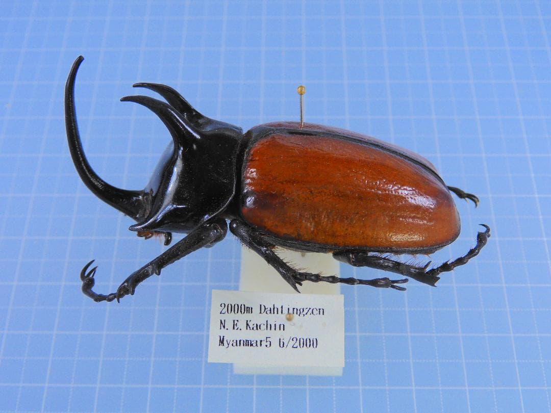 ミャンマー産　スキットゴホンヅノカブト　65mm