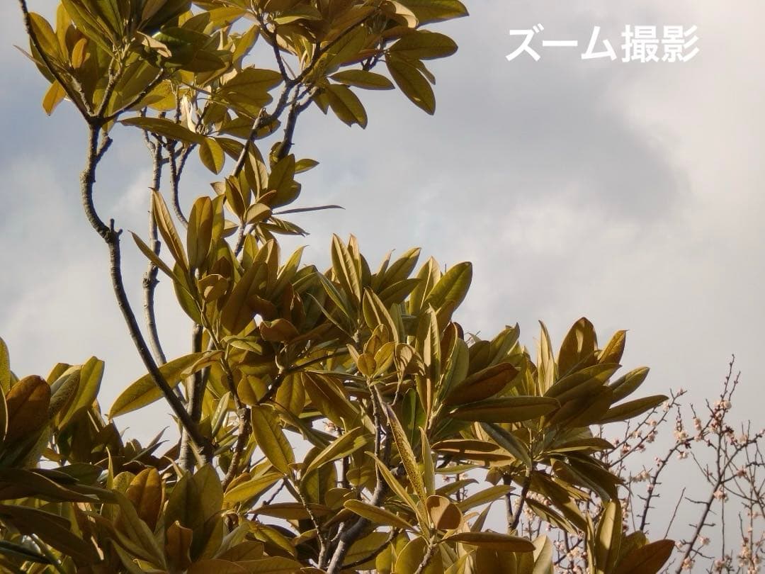 追加あり⭕️【動作確認済み】CASIO EXILIM EX-Z90　ブラック