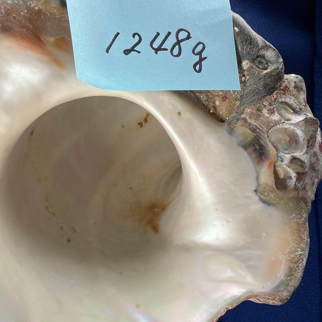 夜光貝　ヤコウ貝　まとめ売り　16個　18、6kg アクセサリー　ルアー