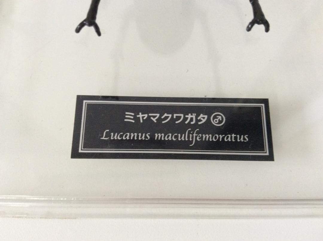 ミヤマクワガタ 標本 全長約7.5cm 甲虫 昆虫 ケース付