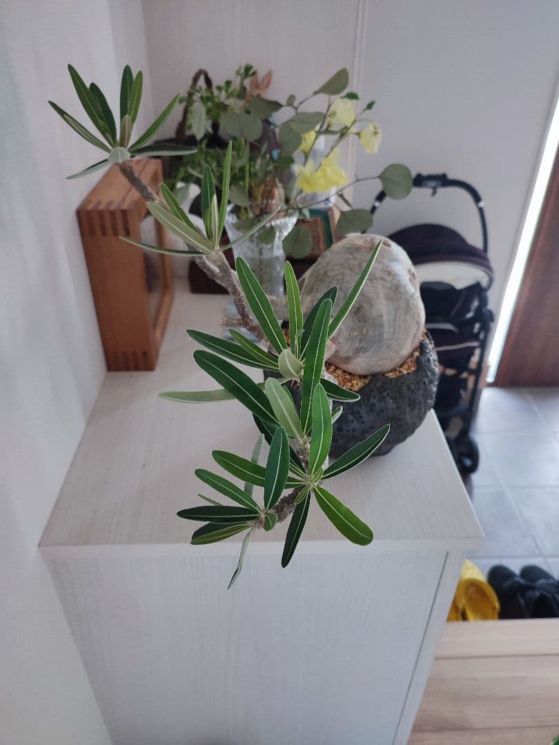 よんちゃん様せパキポディウム・グラキリス　国内管理4年目冬越良好　鉢込日曜発送