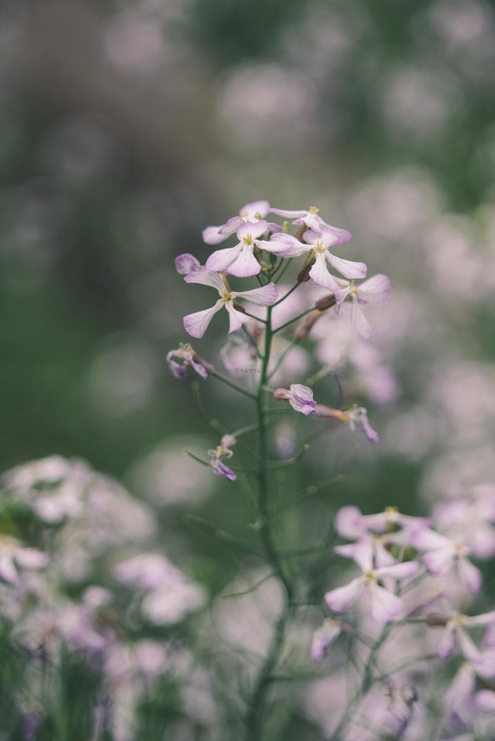 Yoshi様　Leica Elmarit 90mm F2.8オールドレンズ