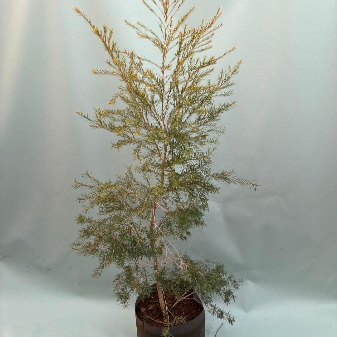 メラレウカ　スノーインサマー