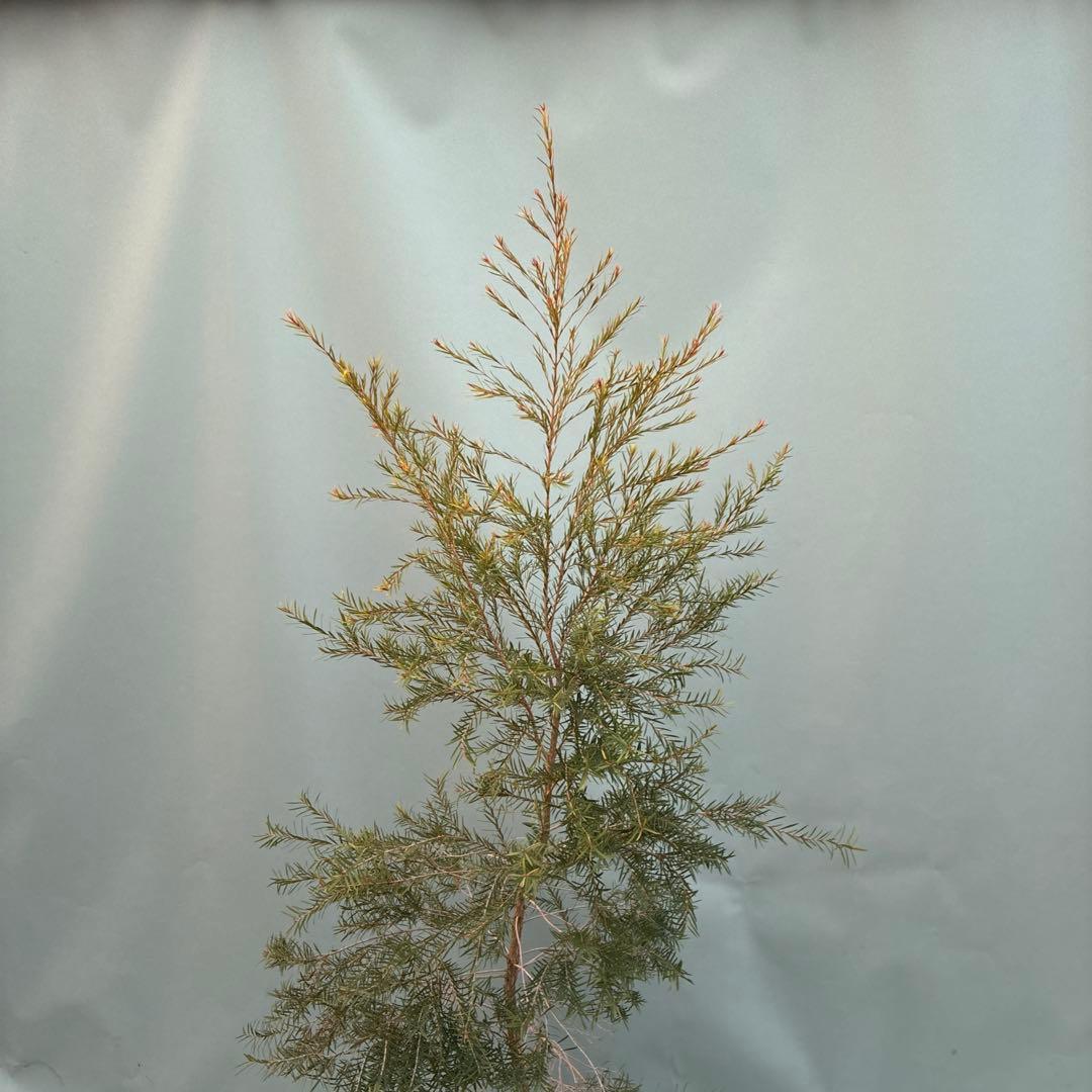 メラレウカ　スノーインサマー