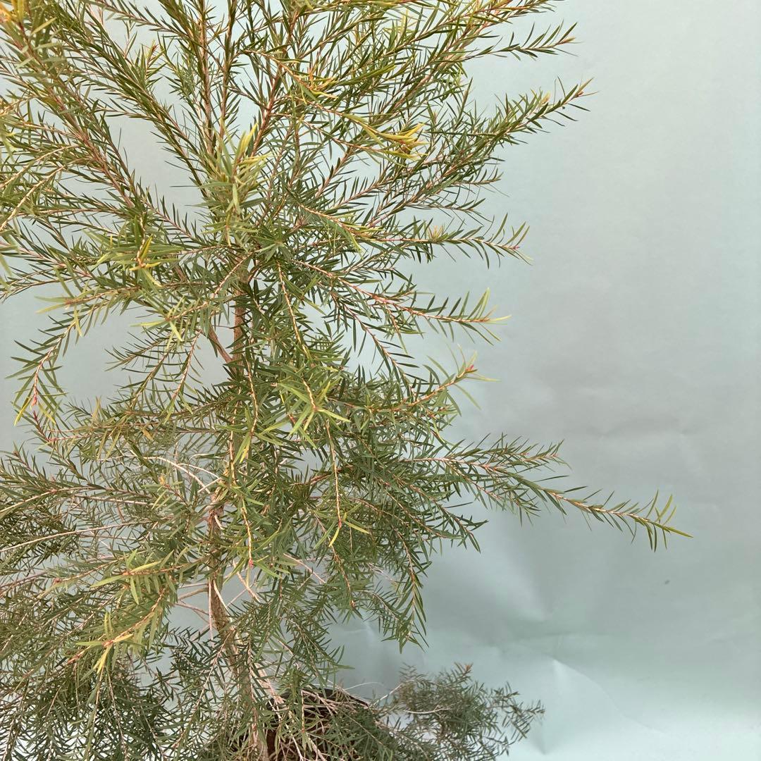 メラレウカ　スノーインサマー