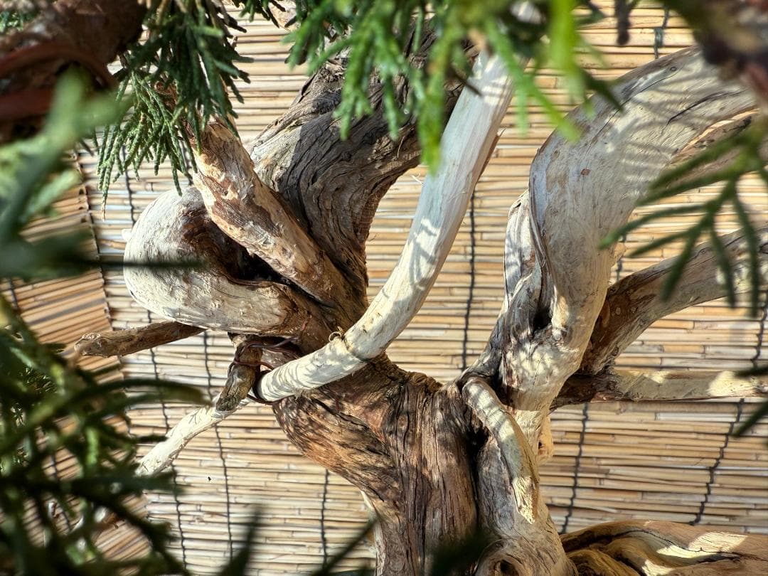 ★大特価！早い者勝！人気・糸魚川真柏、太幹・シャリ・ジン！シンパク