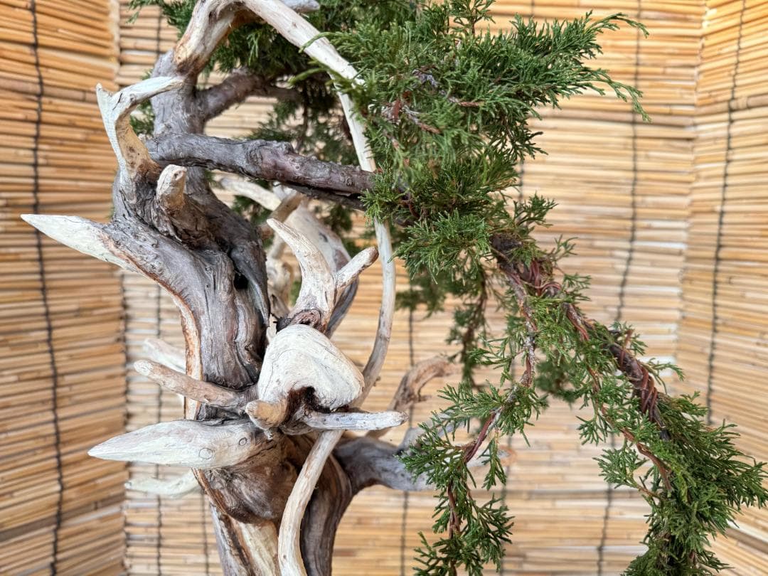 ★大特価！早い者勝！人気・糸魚川真柏、太幹・シャリ・ジン！シンパク