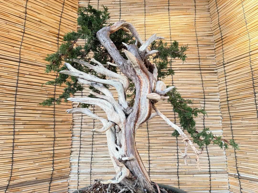 ★大特価！早い者勝！人気・糸魚川真柏、太幹・シャリ・ジン！シンパク