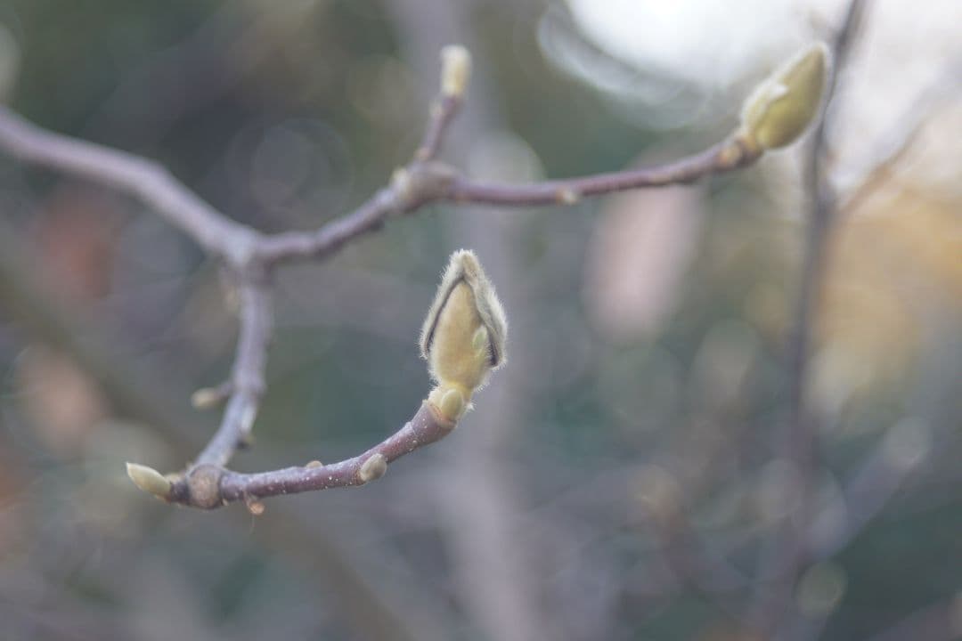 レンズ(単焦点) 065_Steinheil Culminar 85/28 VL (exacta)