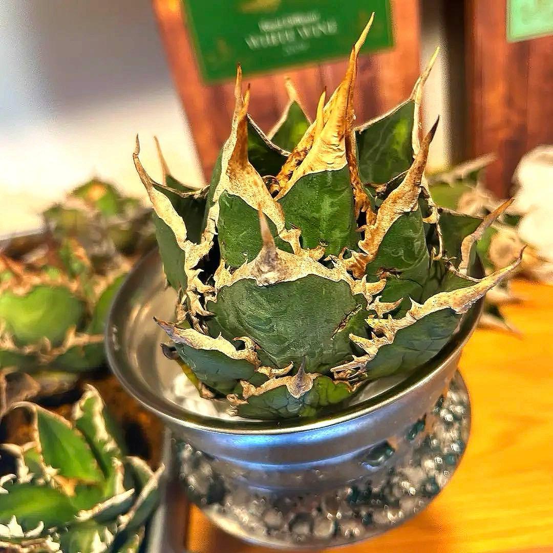 アガベ　海王［烈海王］大株　S級選抜株　特価　最終値下げ