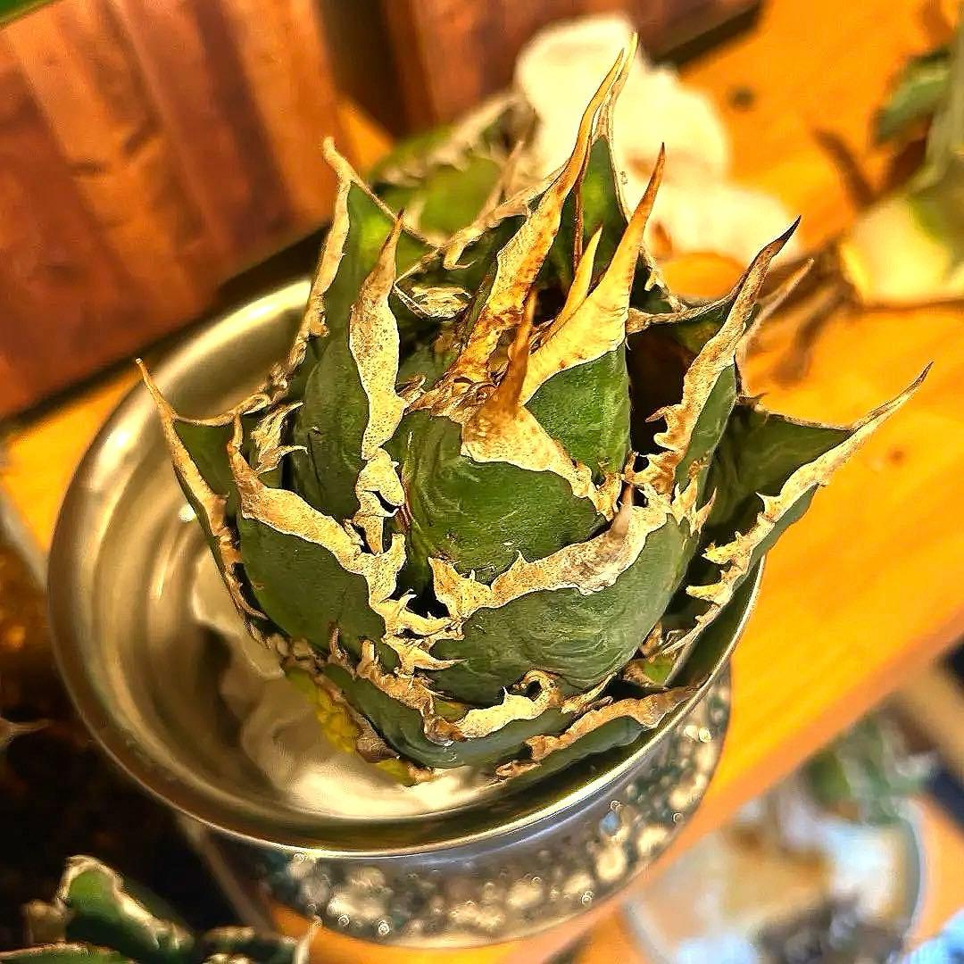 アガベ　海王［烈海王］大株　S級選抜株　特価　最終値下げ