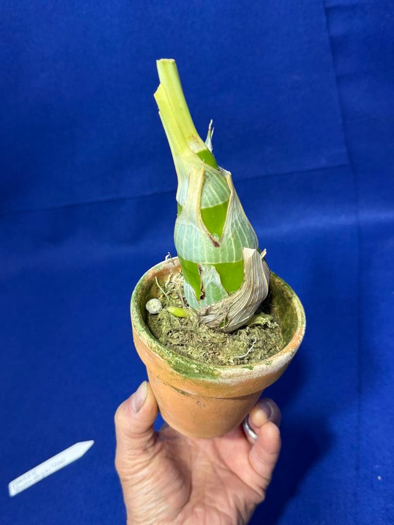 104 タケノコラン Clowesia 'Queen knight'(OG)