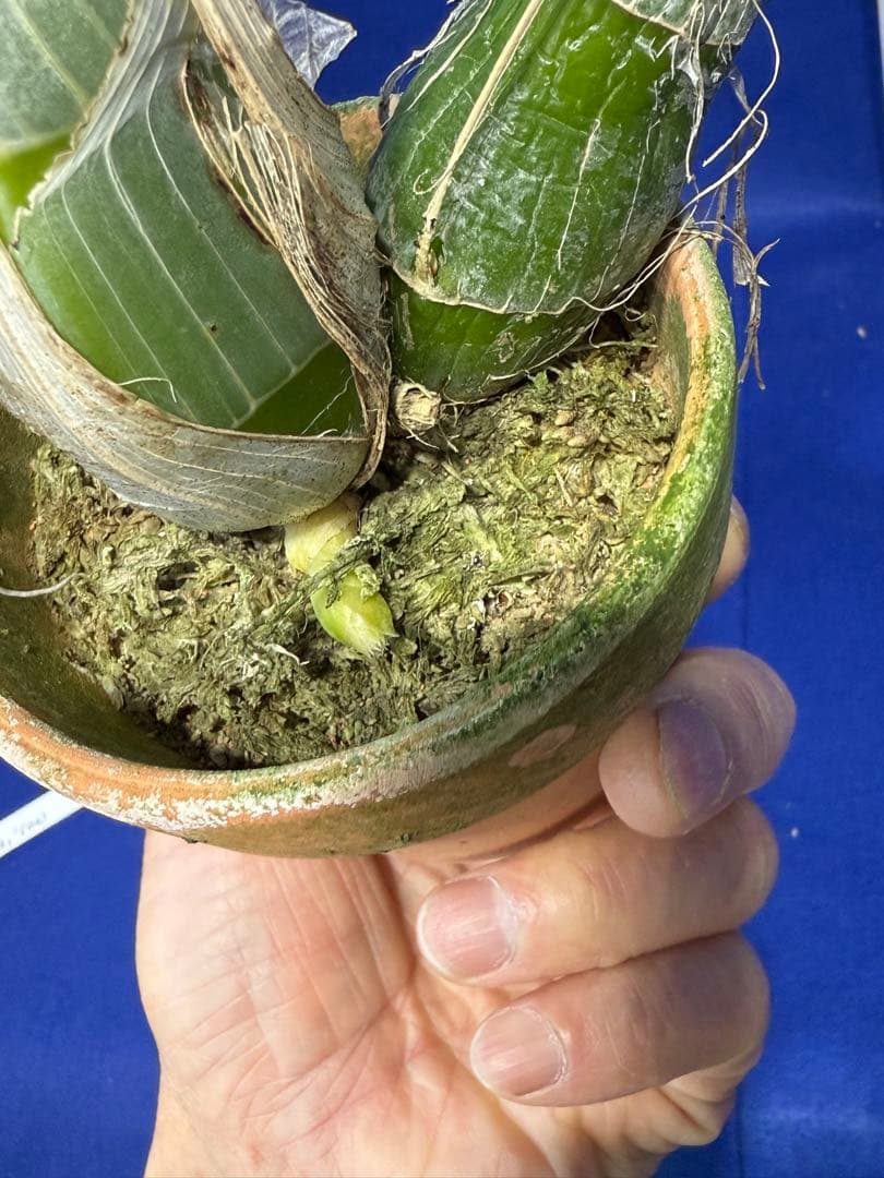 104 タケノコラン Clowesia 'Queen knight'(OG)