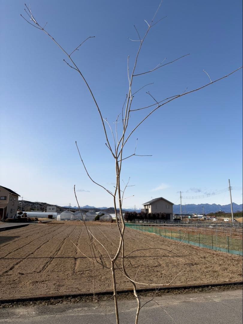 山採り アオダモ 自然樹形 株立ち 2本立ち