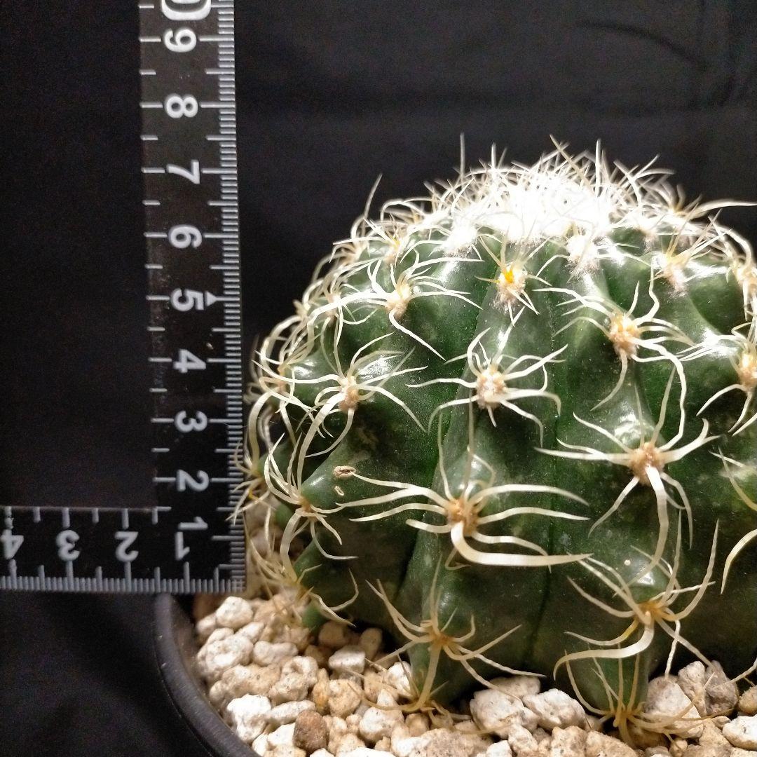 巻刺金鯱 クレンレイニア エキノカクタス 短刺 狂刺 強刺 レア メルカリ便