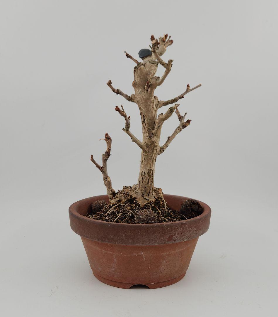 お正月セール 10日まで小品 銀杏盆栽 五葉松盆栽 真柏盆栽 懸崖 真柏 黒松