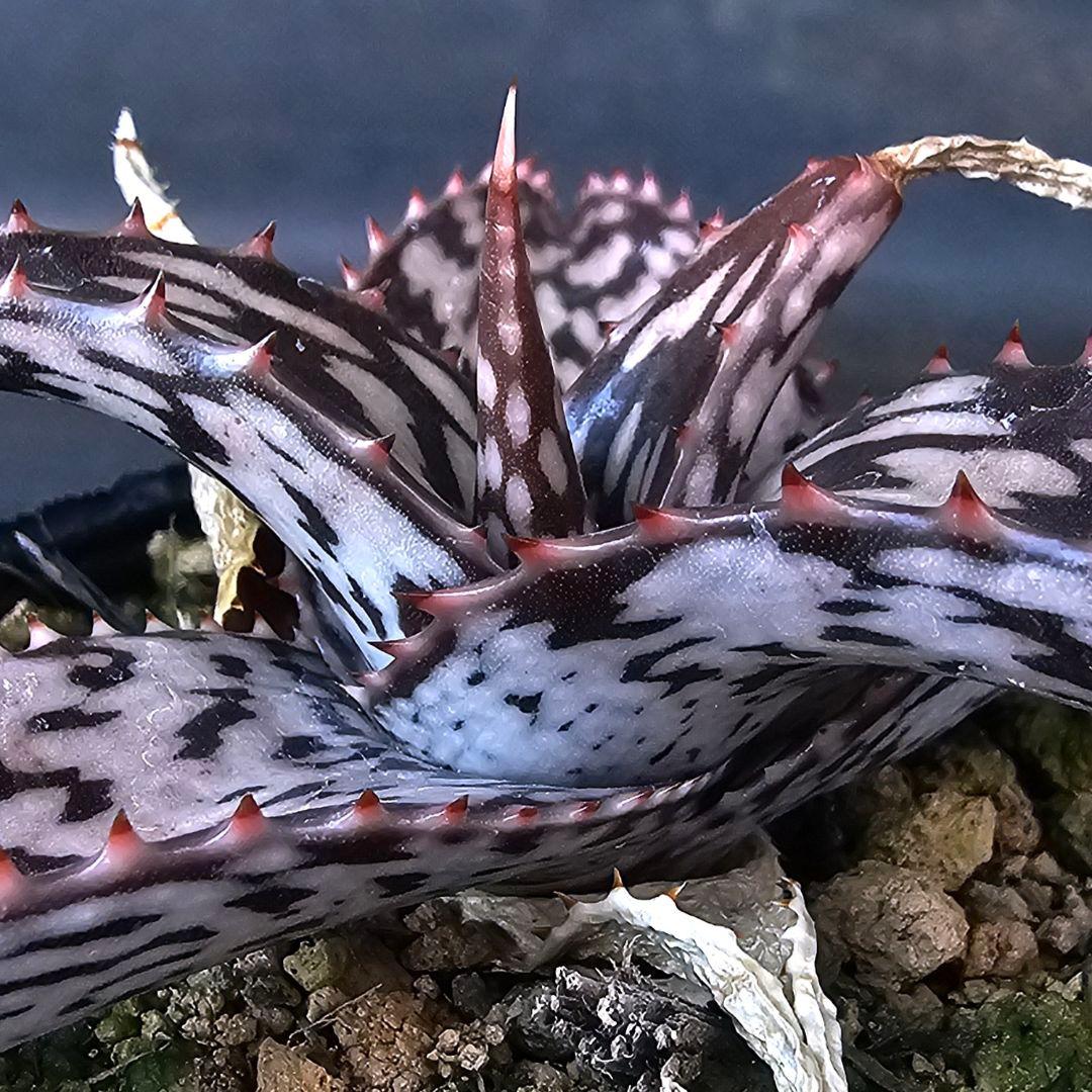 K（断捨離中）様 リクエスト 2点 まとめ商品