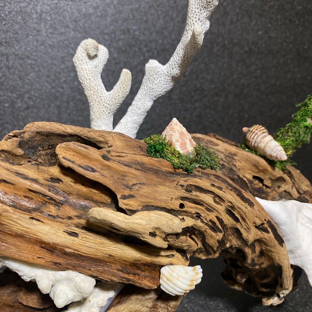 流木アート⚫︎ 恐竜 インテリア サンゴ 一点モノ