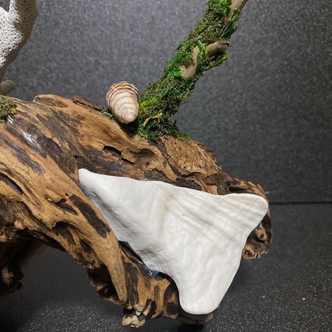 流木アート⚫︎ 恐竜 インテリア サンゴ 一点モノ