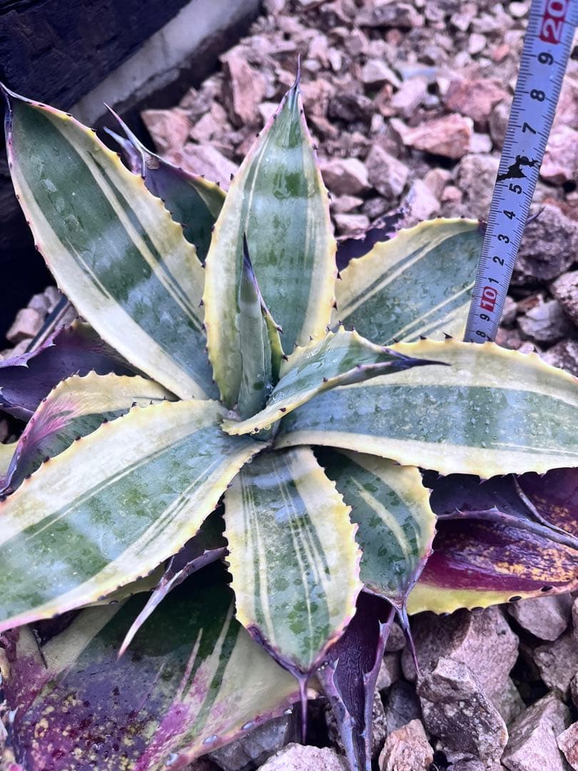 u*8様 アガベ　リップルエフェクト