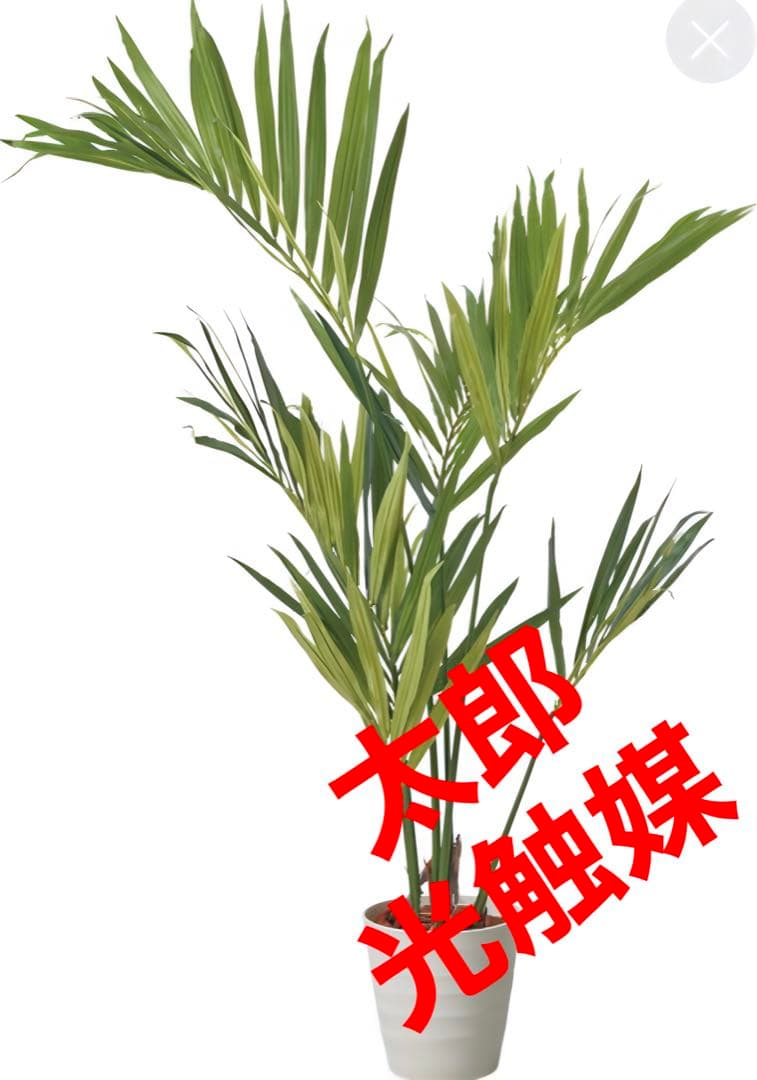 光触媒　人工観葉植物　ウォールグリーン　フェイクグリーン　ケンチャヤシポット15