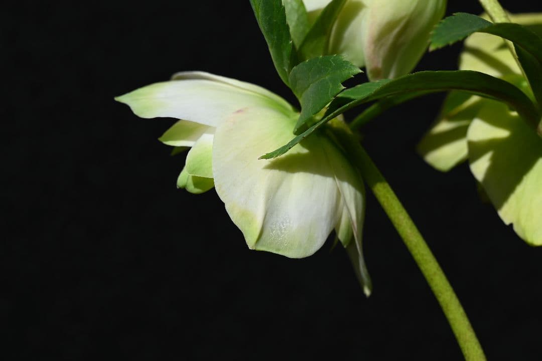 クリスマスローズ　最新花　ddグリーンリップ　加藤農園