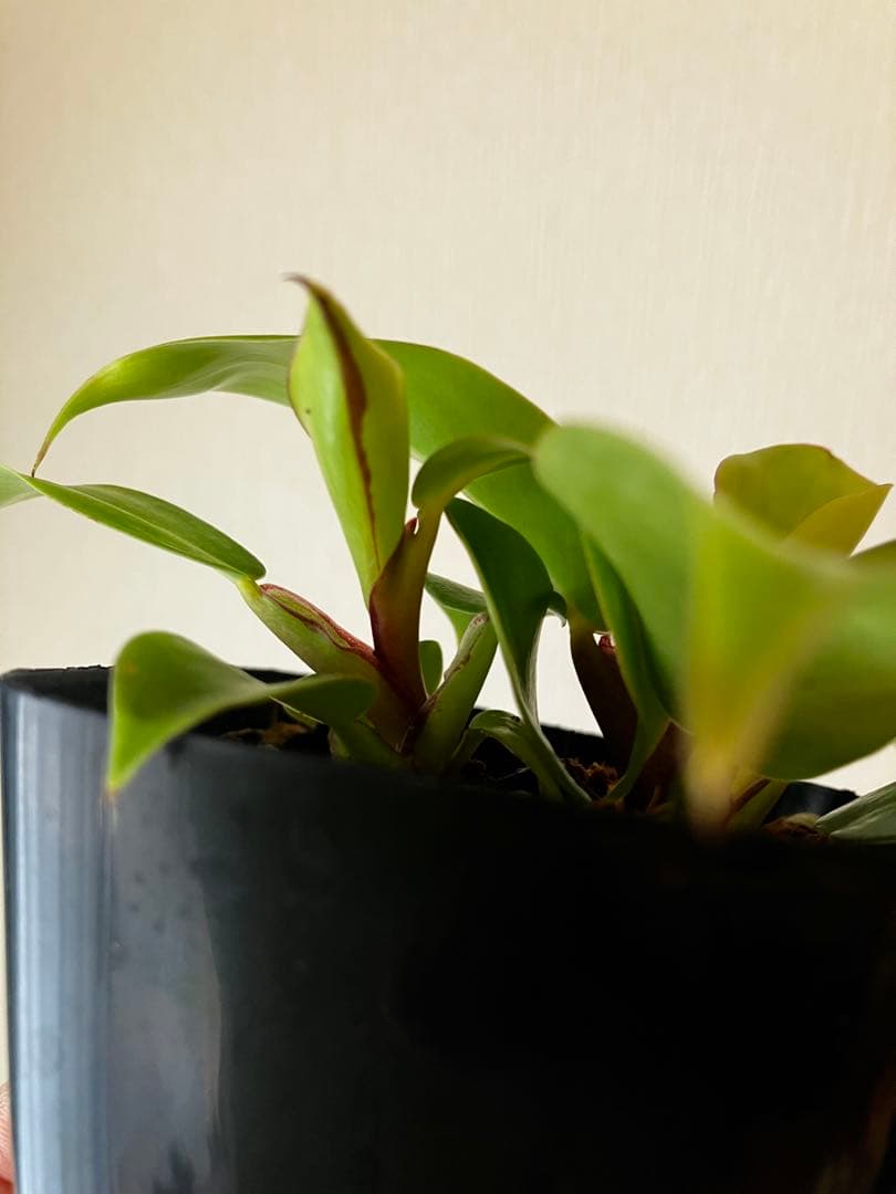 フィロデンドロン　イエローフレーム　レッドムーン　②