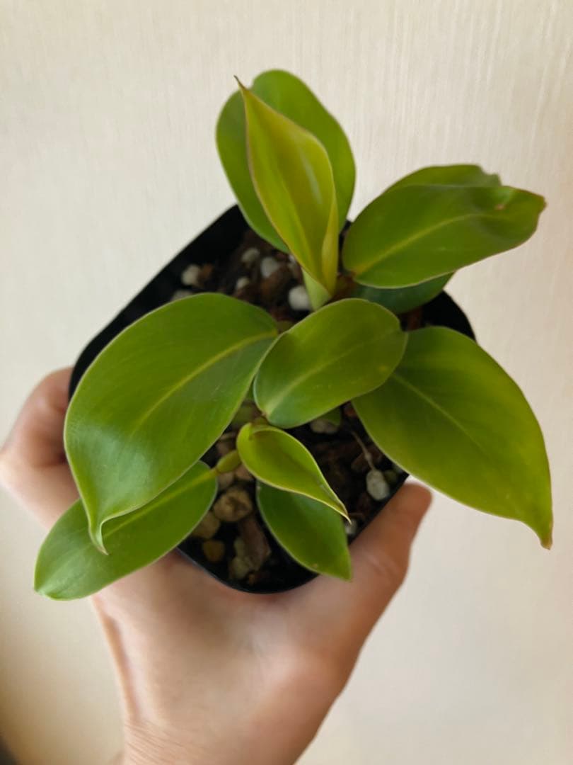 フィロデンドロン　イエローフレーム　レッドムーン　②