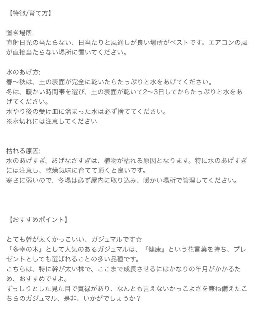 ※千葉県市原市にて手渡しでのお取引出来る方限定！ ガジュマル 多幸の木