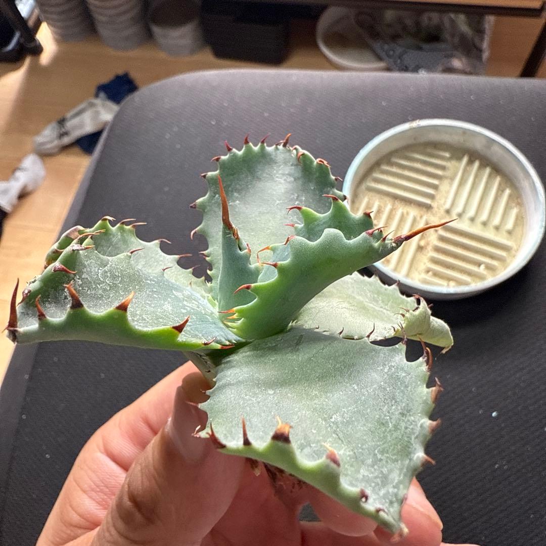 アガベ　パライシ × スポイシ　ハイブリッド　ジェレミー　パラサナ