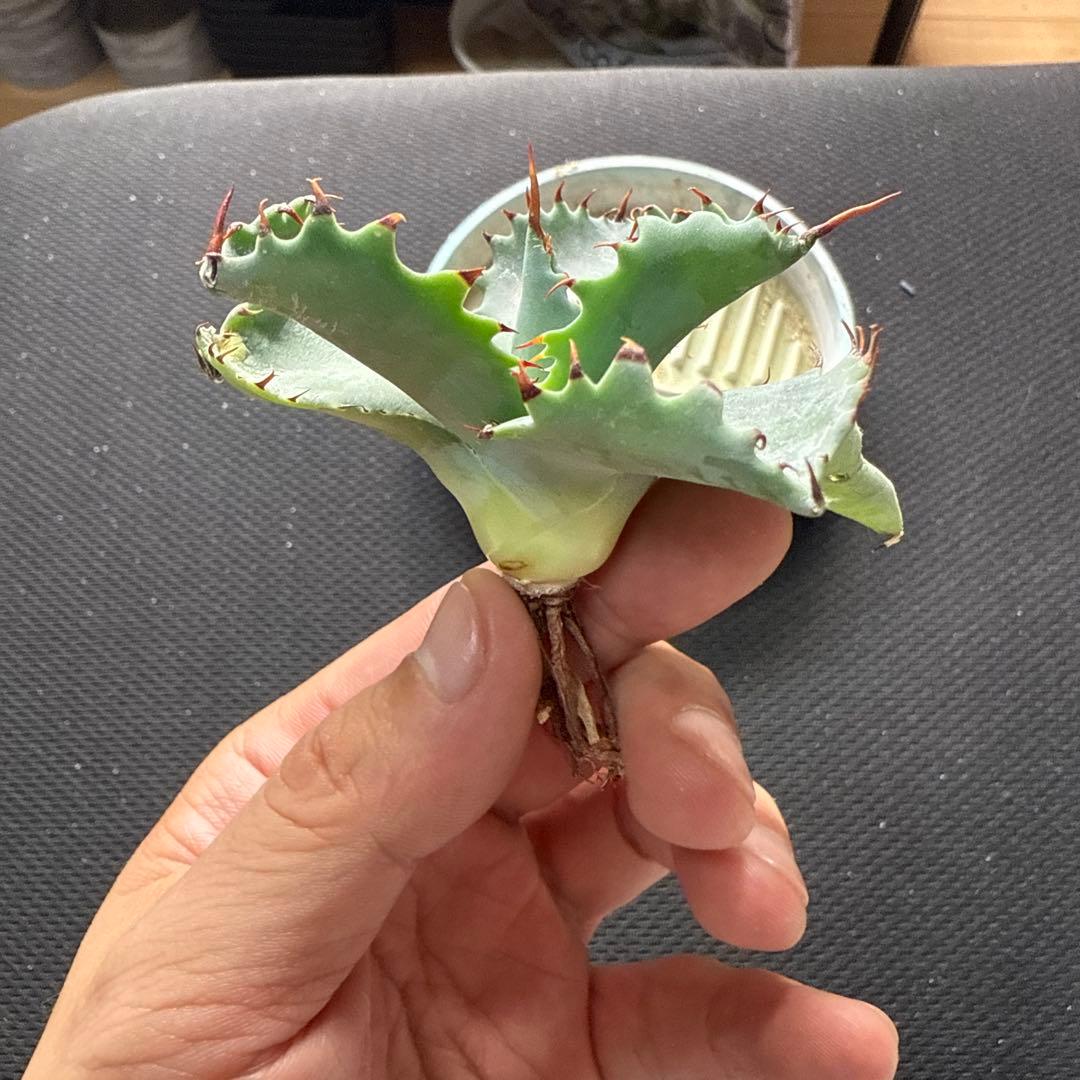 アガベ　パライシ × スポイシ　ハイブリッド　ジェレミー　パラサナ