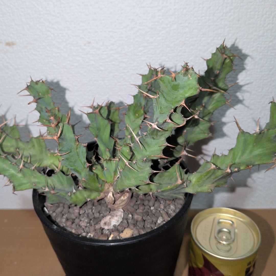 ユーフォルビア　クラビゲラ　大株 実生（鉢付き)