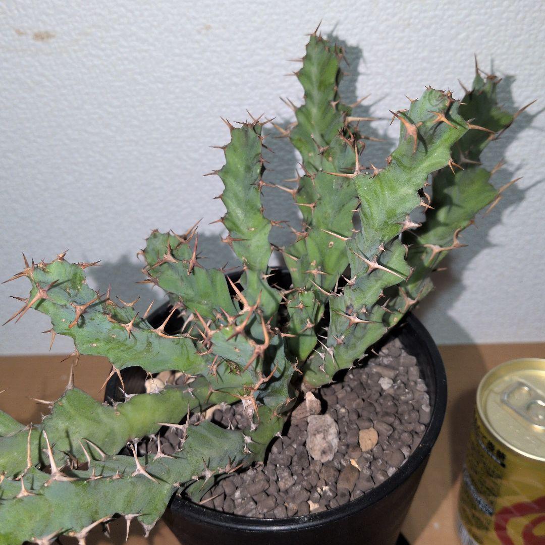 ユーフォルビア　クラビゲラ　大株 実生（鉢付き)