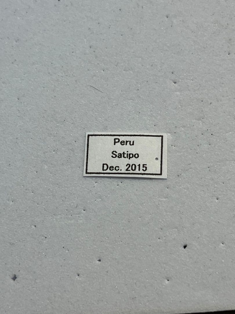 【24mm】パラポネラ アシナガアリ 標本いきもの大図鑑 蟻 クロオオアリ