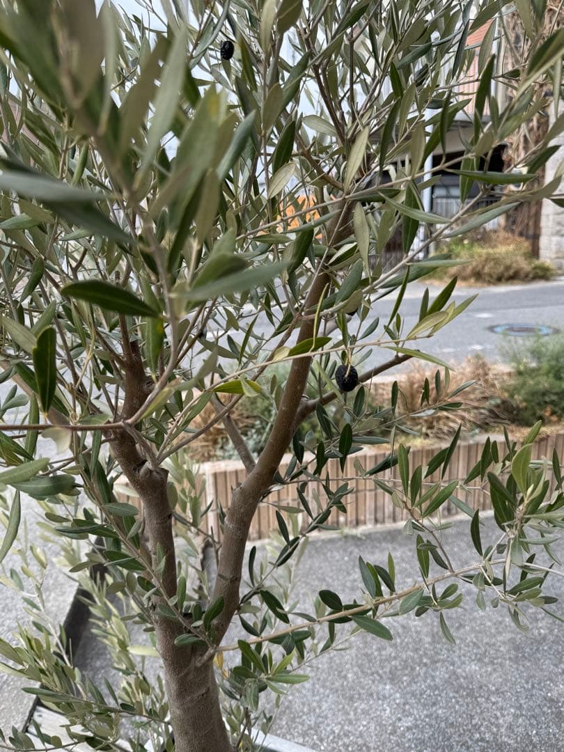 た*う様 オリーブの木