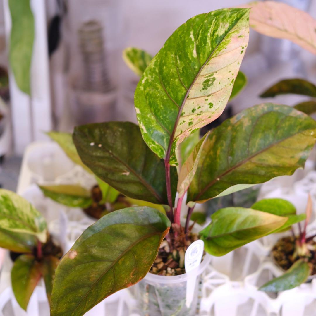 Anthurium Hookeri Sweeta Pink Polkadot ②
