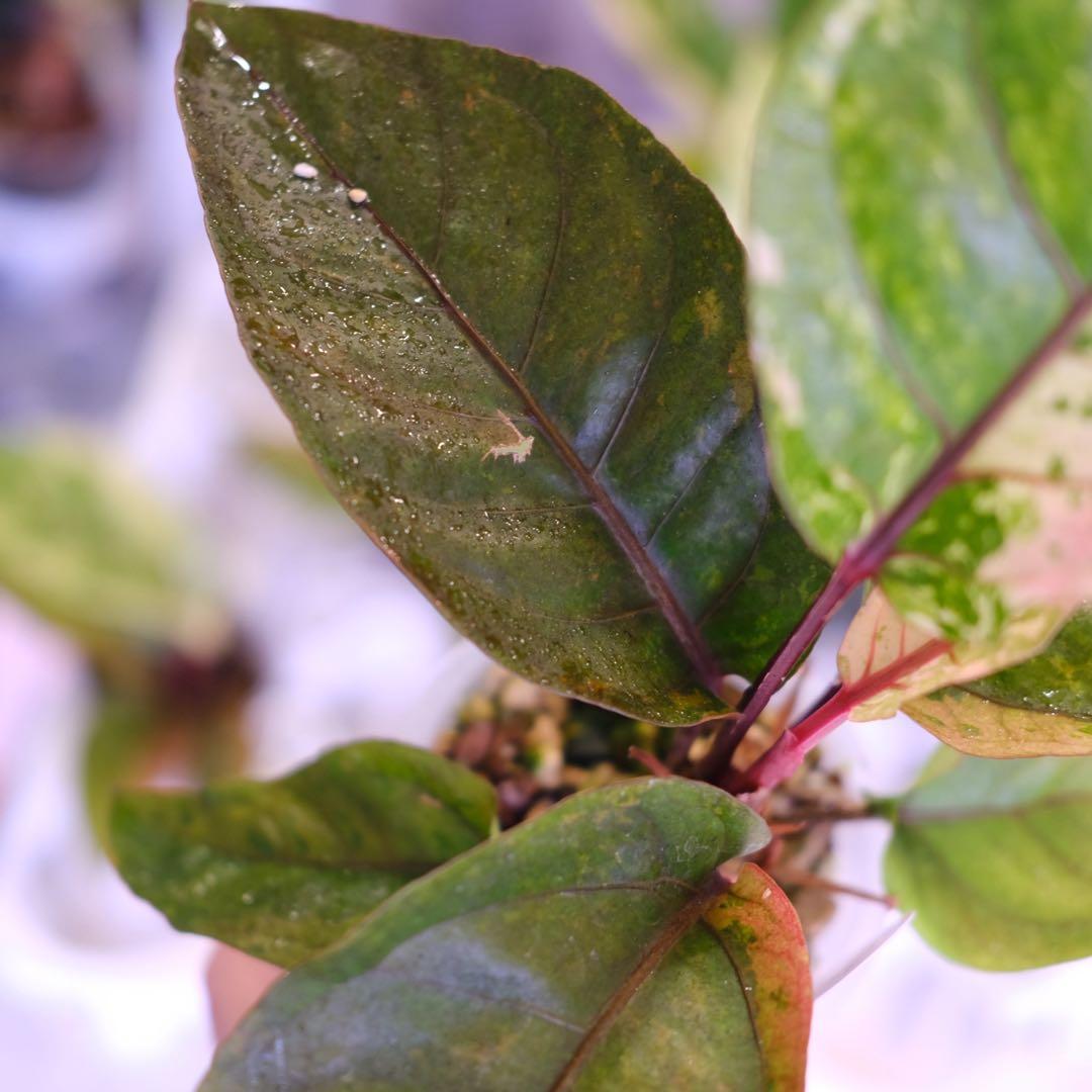 Anthurium Hookeri Sweeta Pink Polkadot ②