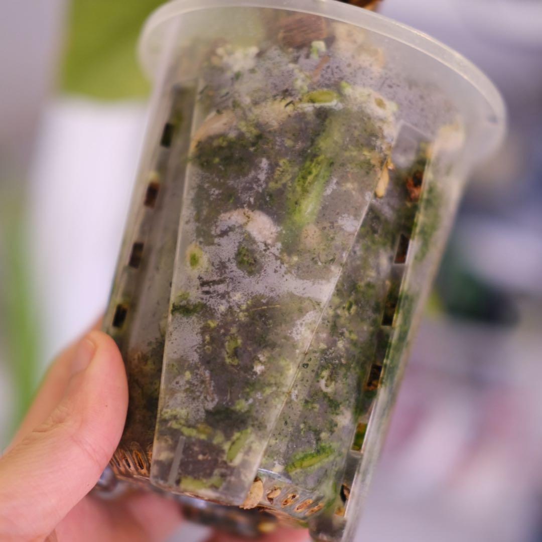 Anthurium Hookeri Sweeta Pink Polkadot ②