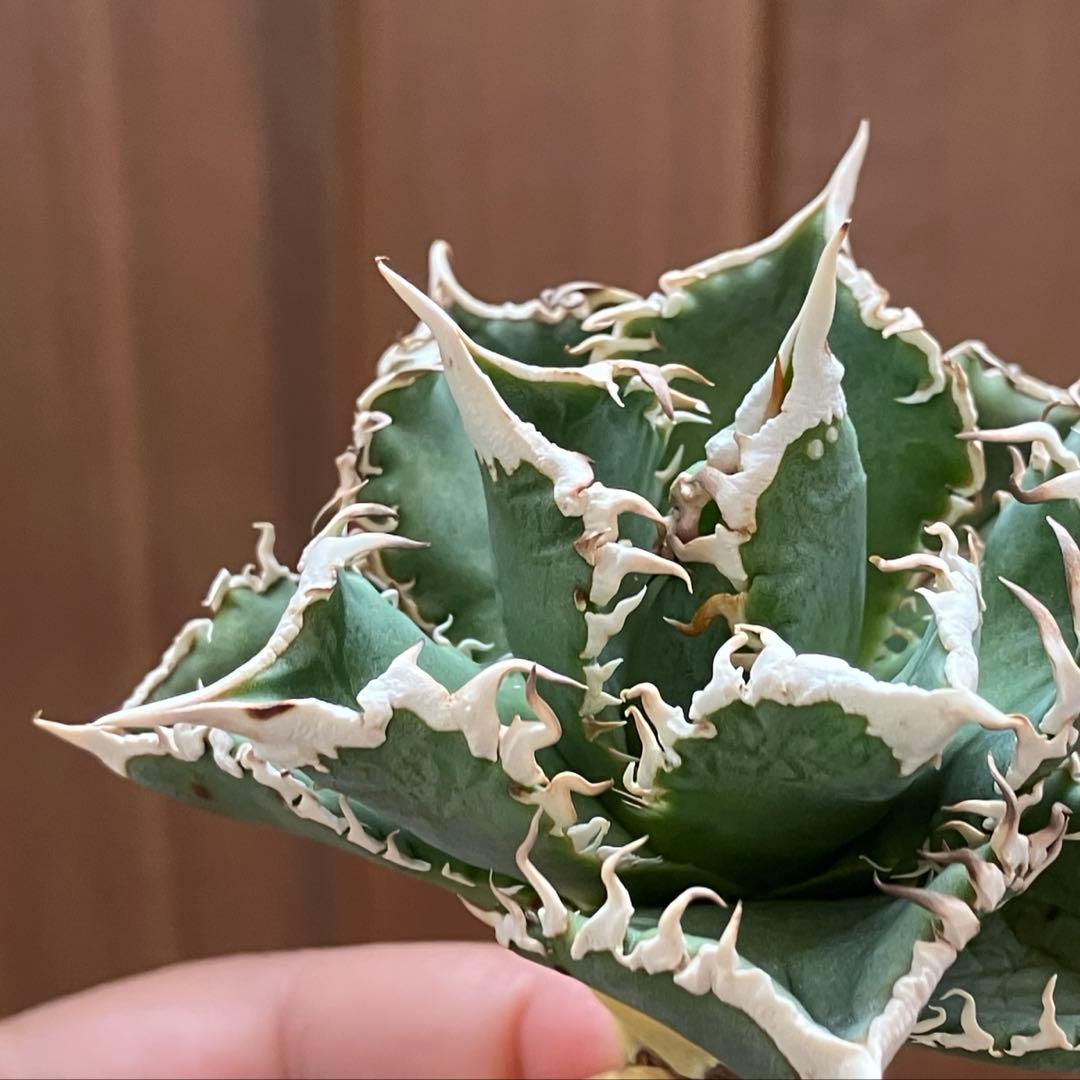 【初売り】58 匿名配送　特選　太棘　アガベ　チタノタ　白豪刺TC ②