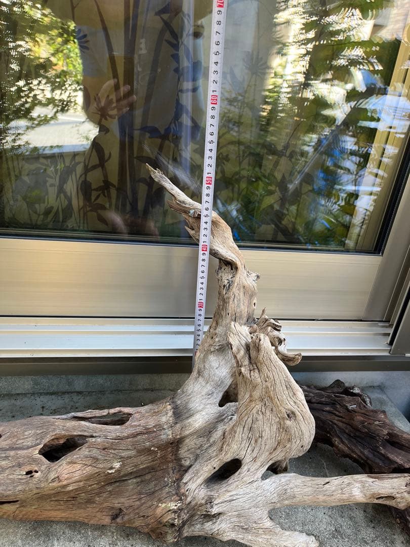 超大型流木　水槽用　アクアリウム③