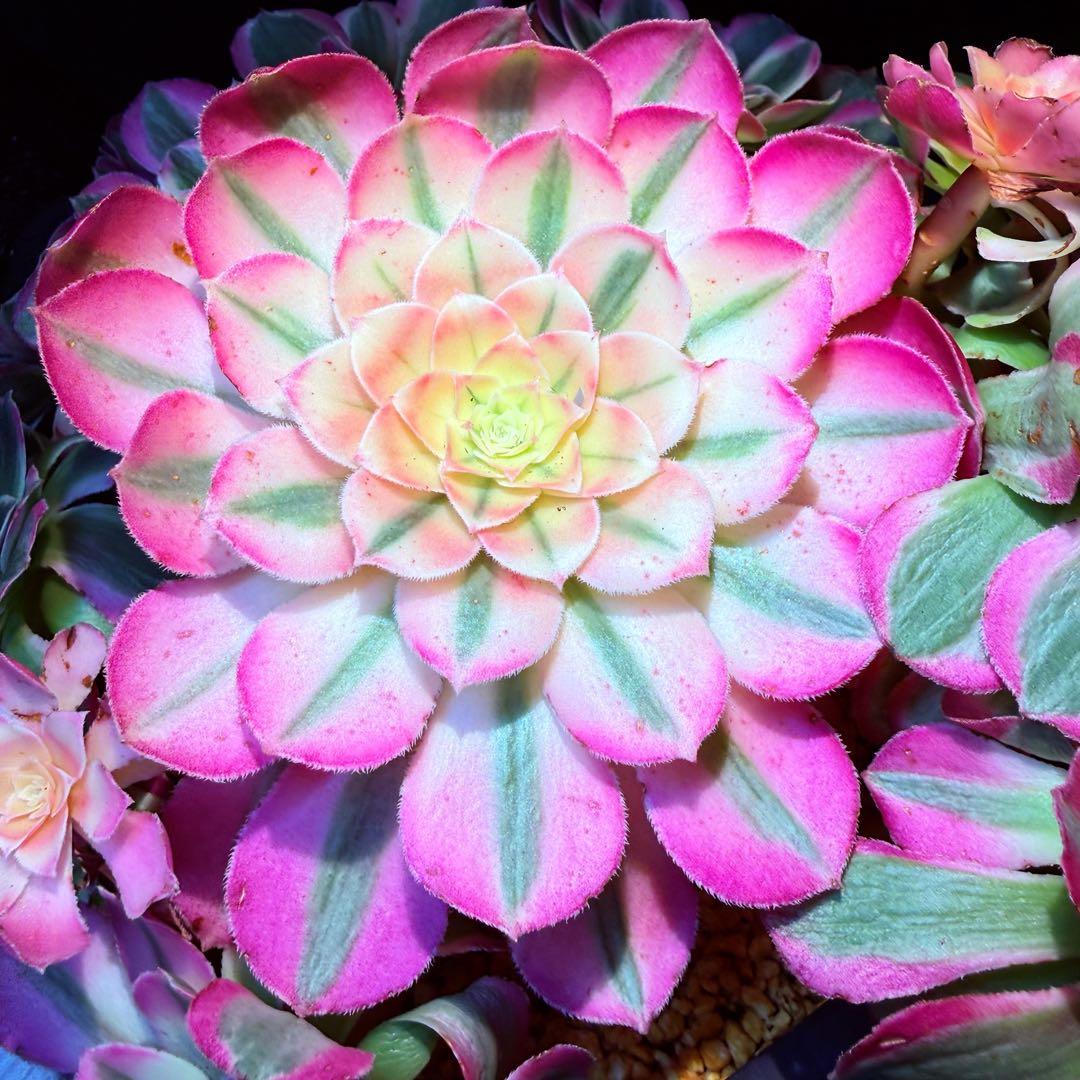 新入荷　レア新品種　アエオニウム　エレガントクイル(群生)31cm超大品　法師錦