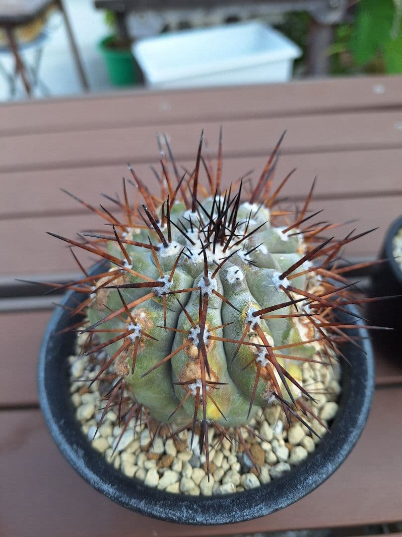 コピアポア　シネレア　黒王丸　copiapoa cinerea【傷や汚れあり】