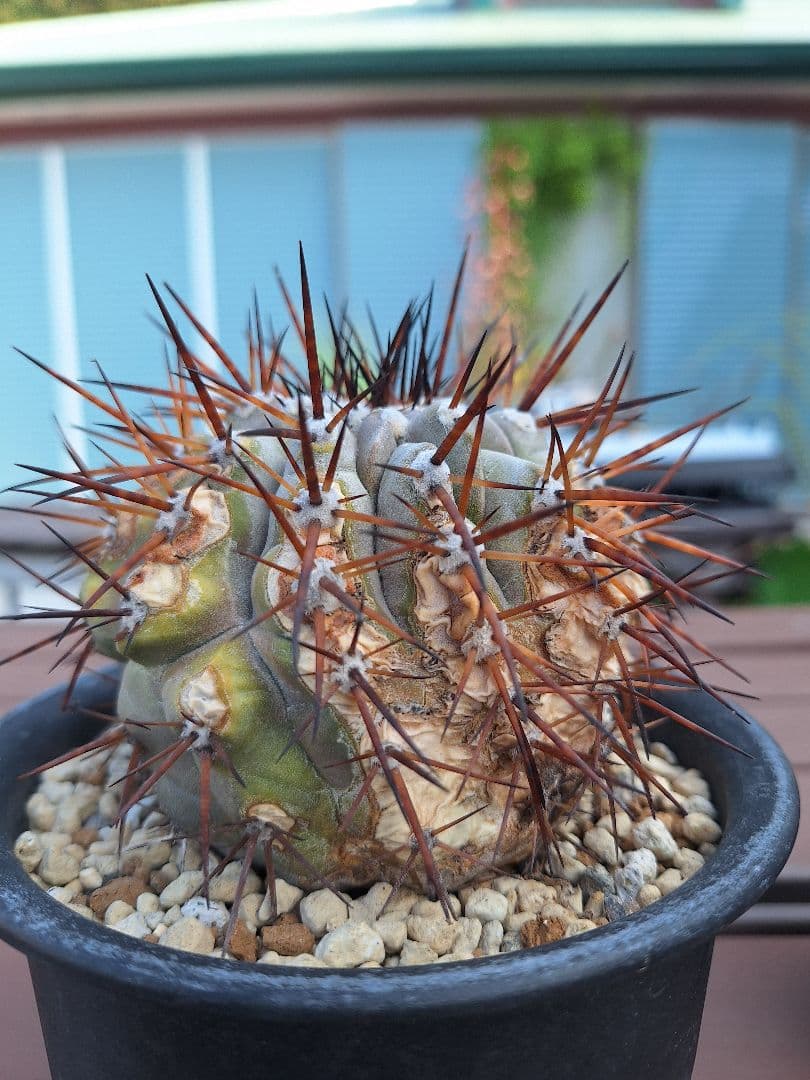 コピアポア　シネレア　黒王丸　copiapoa cinerea【傷や汚れあり】