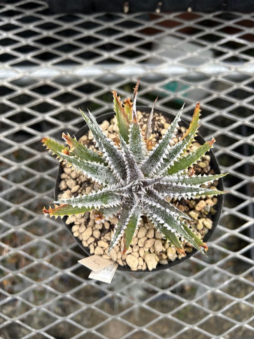 DBディッキア Dyckia Arizona x BS small #118 ⑸