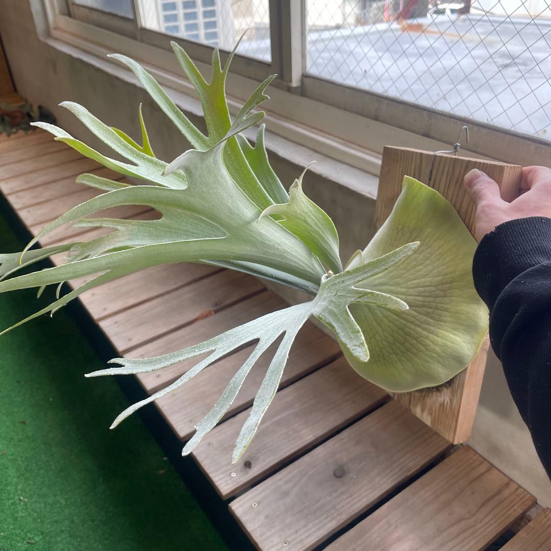 ビカクシダ P.Bifur sp white E-1 pup