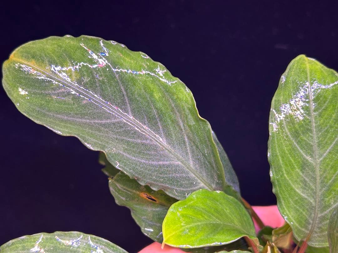 【TB便】Bucephalandra sp.Pearl gray 水上育成　大株