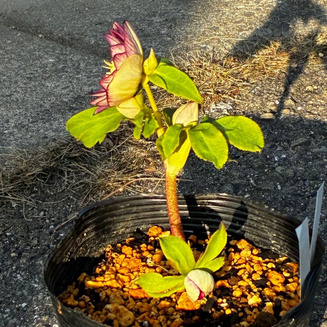あ*号様 3568☘️蕾花タグ付☘️⭐️レッドイルミリオン⭐️美発色オーレア⭐️